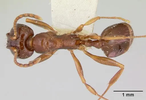 Aphaenogaster occidentalis specimen CASENT0172936 image casent0172936_1