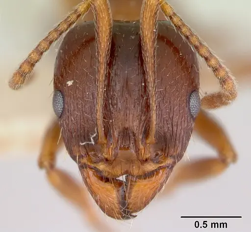 Aphaenogaster occidentalis specimen CASENT0172936 image casent0172936_2