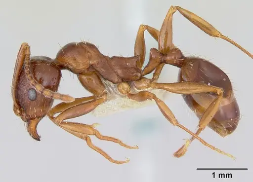Aphaenogaster occidentalis specimen CASENT0172936 image casent0172936_3