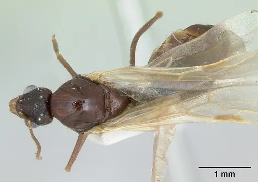 Aphaenogaster occidentalis specimen CASENT0172937 image casent0172937_1