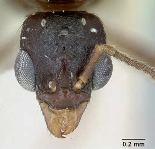 Aphaenogaster occidentalis specimen CASENT0172937 image casent0172937_2