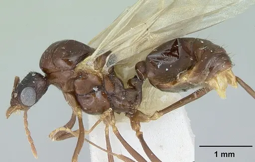 Aphaenogaster occidentalis specimen CASENT0172937 image casent0172937_3