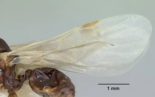 Aphaenogaster occidentalis specimen CASENT0172937 image casent0172937_4