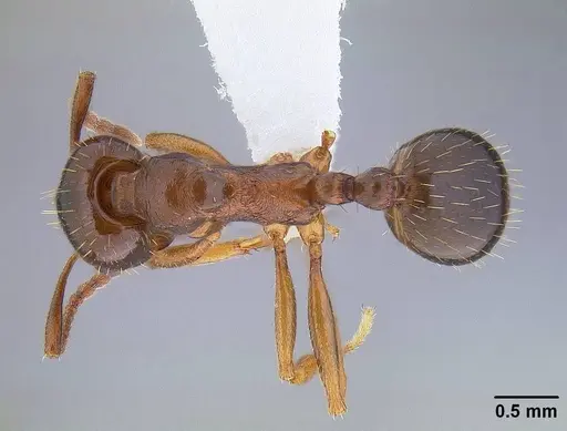 Aphaenogaster occidentalis specimen CASENT0221916 image casent0221916_1