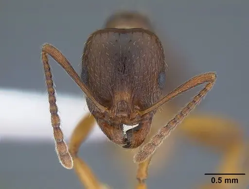 Aphaenogaster occidentalis specimen CASENT0221916 image casent0221916_2