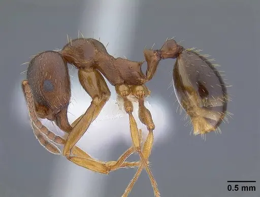 Aphaenogaster occidentalis specimen CASENT0221916 image casent0221916_3
