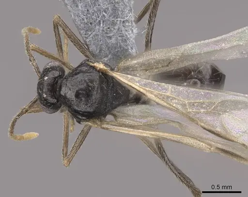 Aphaenogaster occidentalis specimen CASENT0724997 image casent0724997_1