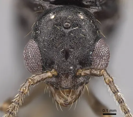 Aphaenogaster occidentalis specimen CASENT0724997 image casent0724997_2