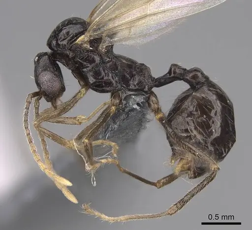 Aphaenogaster occidentalis specimen CASENT0724997 image casent0724997_3