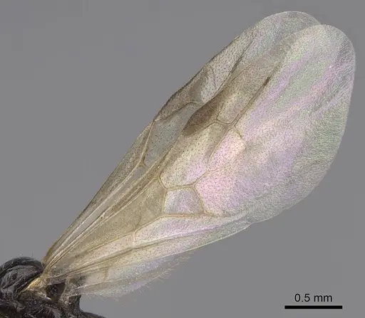 Aphaenogaster occidentalis specimen CASENT0724997 image casent0724997_4