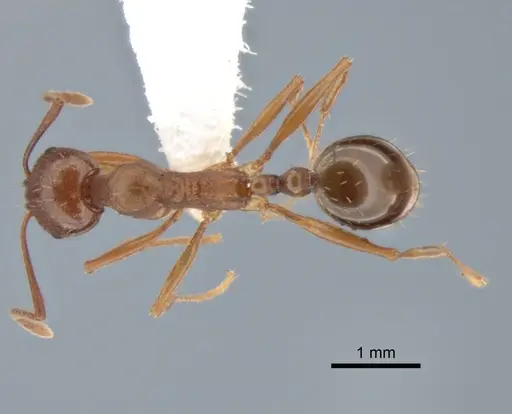 Aphaenogaster occidentalis specimen CASENT0882258 image casent0882258_1