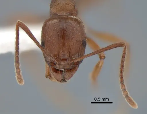 Aphaenogaster occidentalis specimen CASENT0882258 image casent0882258_2