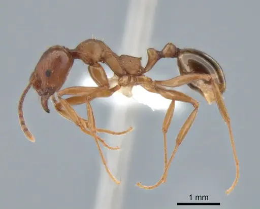 Aphaenogaster occidentalis specimen CASENT0882258 image casent0882258_3