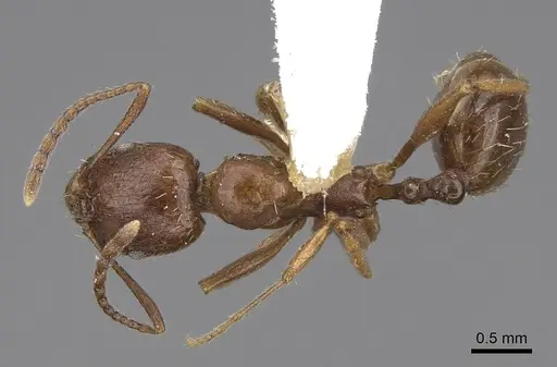 Aphaenogaster occidentalis specimen CASENT0914473 image casent0914473_1