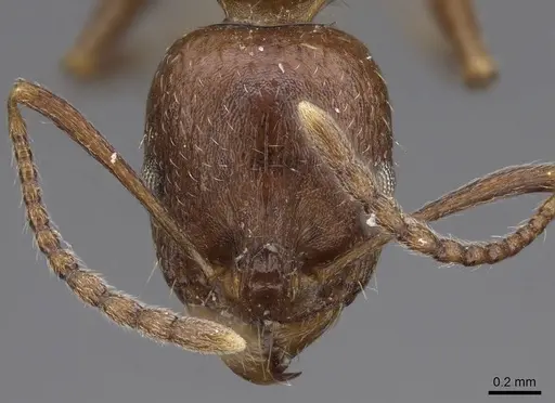 Aphaenogaster occidentalis specimen CASENT0914473 image casent0914473_2