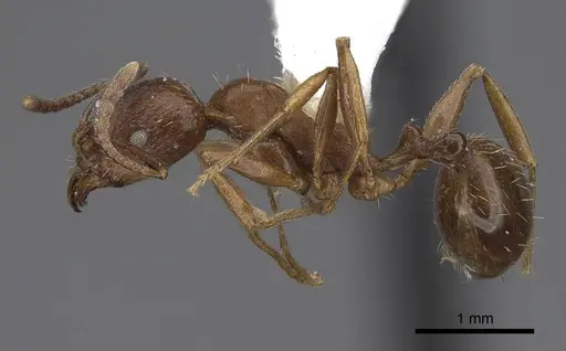 Aphaenogaster occidentalis specimen CASENT0914473 image casent0914473_3