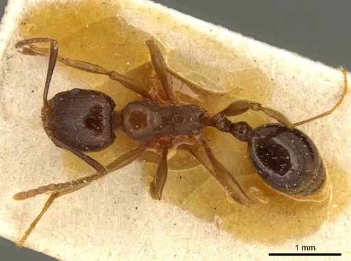 Aphaenogaster occidentalis specimen CASENT0916078 image casent0916078_1
