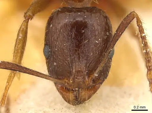 Aphaenogaster occidentalis specimen CASENT0916078 image casent0916078_2