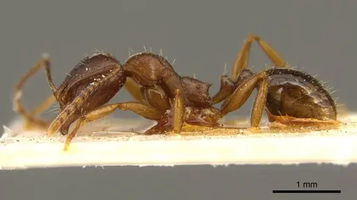 Aphaenogaster occidentalis specimen CASENT0916078 image casent0916078_3