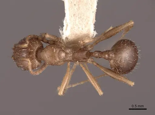Aphaenogaster occidentalis specimen FMNHINS0000049768 image fmnhins0000049768_1