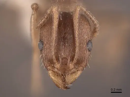 Aphaenogaster occidentalis specimen FMNHINS0000049768 image fmnhins0000049768_2