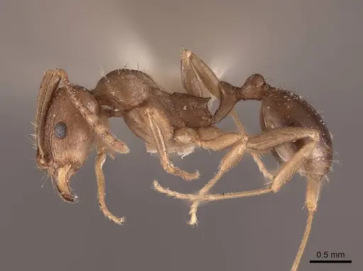 Aphaenogaster occidentalis specimen FMNHINS0000049768 image fmnhins0000049768_3