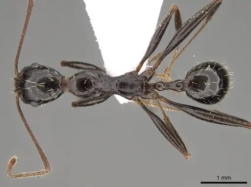 Aphaenogaster olympica specimen CASENT0914405 image casent0914405_1