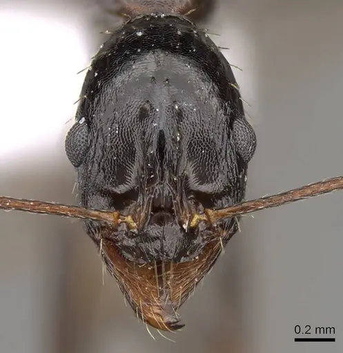 Aphaenogaster olympica specimen CASENT0914405 image casent0914405_2