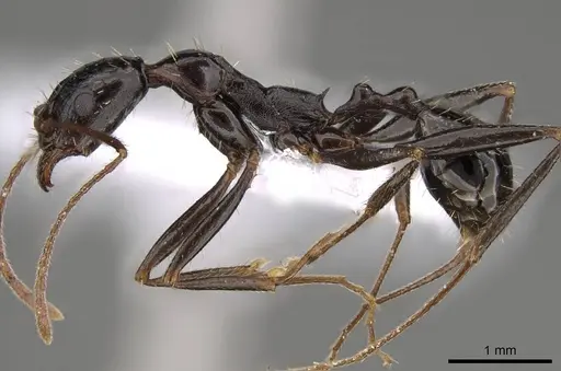 Aphaenogaster olympica specimen CASENT0914405 image casent0914405_3