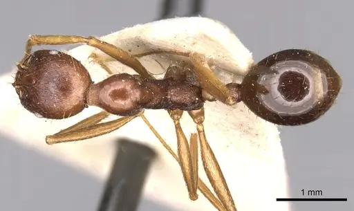 Aphaenogaster ovaticeps specimen CASENT0280961 image casent0280961_1