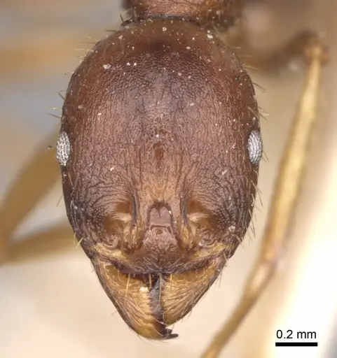 Aphaenogaster ovaticeps specimen CASENT0280961 image casent0280961_2