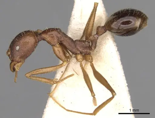 Aphaenogaster ovaticeps specimen CASENT0280961 image casent0280961_3