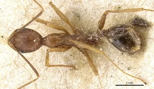 Aphaenogaster ovaticeps specimen CASENT0904170 image casent0904170_1