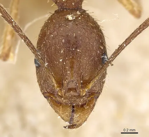 Aphaenogaster ovaticeps specimen CASENT0904170 image casent0904170_2
