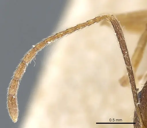 Aphaenogaster ovaticeps specimen CASENT0904170 image casent0904170_3