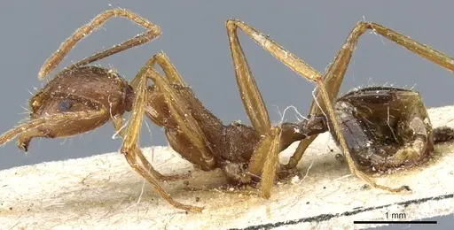 Aphaenogaster ovaticeps specimen CASENT0904170 image casent0904170_4