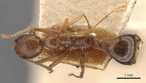 Aphaenogaster ovaticeps specimen CASENT0907689 image casent0907689_1