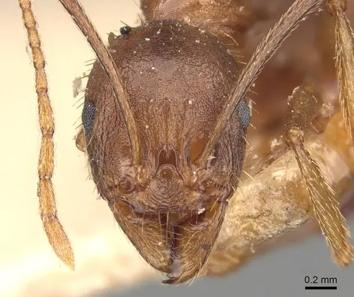 Aphaenogaster ovaticeps specimen CASENT0907689 image casent0907689_2