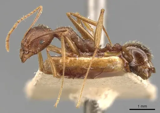 Aphaenogaster ovaticeps specimen CASENT0907689 image casent0907689_3