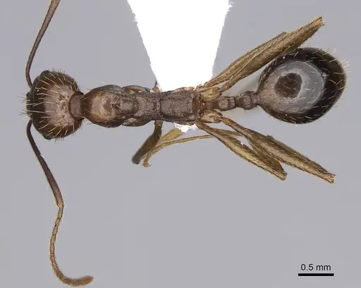 Aphaenogaster ovaticeps specimen CASENT0914233 image casent0914233_1