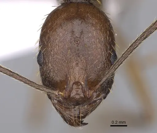 Aphaenogaster ovaticeps specimen CASENT0914233 image casent0914233_2