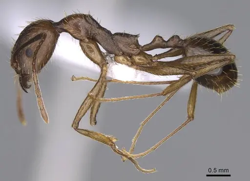 Aphaenogaster ovaticeps specimen CASENT0914233 image casent0914233_3