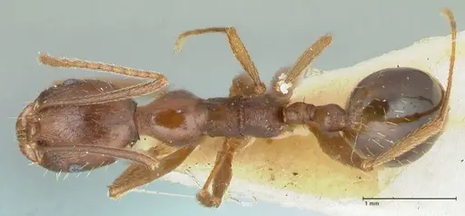Aphaenogaster ovaticeps specimen FOCOL1227 image focol1227_1