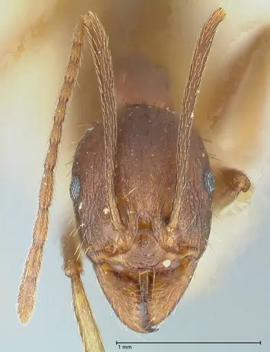 Aphaenogaster ovaticeps specimen FOCOL1227 image focol1227_2