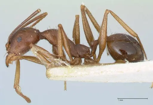 Aphaenogaster ovaticeps specimen FOCOL1227 image focol1227_3