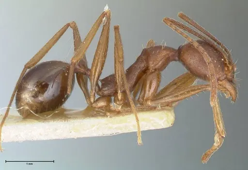 Aphaenogaster ovaticeps specimen FOCOL1227 image focol1227_4