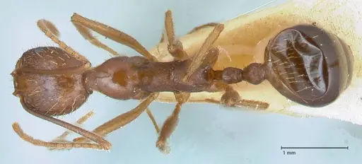 Aphaenogaster ovaticeps specimen FOCOL1228 image focol1228_1