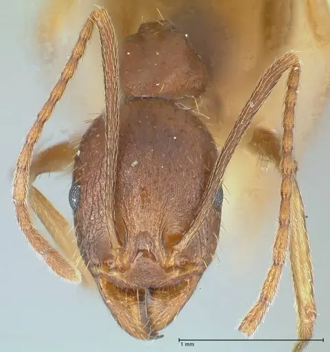 Aphaenogaster ovaticeps specimen FOCOL1228 image focol1228_2