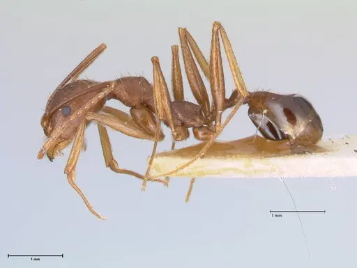 Aphaenogaster ovaticeps specimen FOCOL1228 image focol1228_3