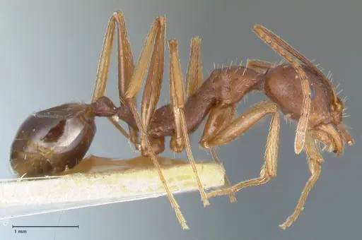 Aphaenogaster ovaticeps specimen FOCOL1228 image focol1228_4